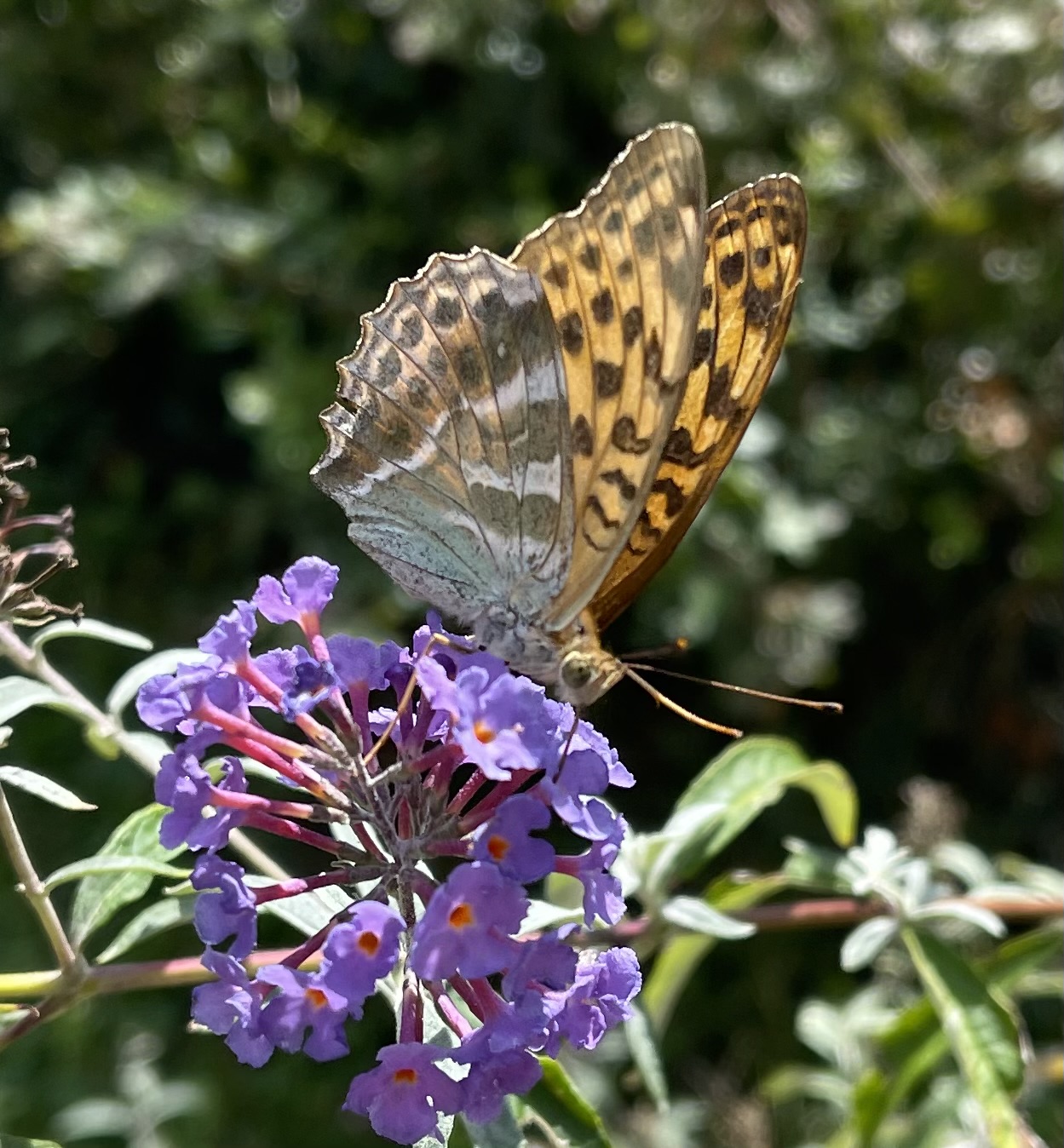 vlinder op een vlinderstruik in de tuin
